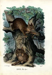 Lince, 1863-79